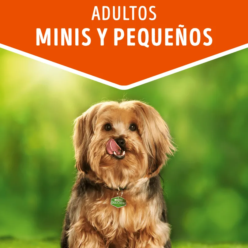 Alimento húmedo para perro DOG CHOW® Adultos Minis y Pequeños Sabor Carne 100gr Pack 15 Unidades