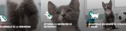 Alimento para gatitos PURINA PRO PLAN Kitten