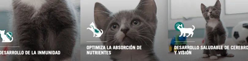 Alimento para gatitos PURINA PRO PLAN Kitten