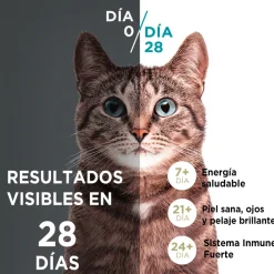 Alimento seco para gato PURINA® ONE® Gatito Pollo y Carne
