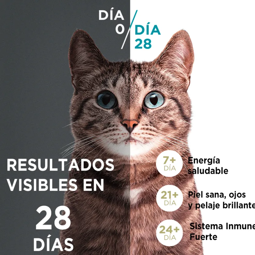 Alimento seco para gato PURINA® ONE® Gatito Pollo y Carne