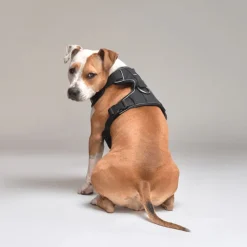 Arnés Comfort Para Perros StreetDogs Black M