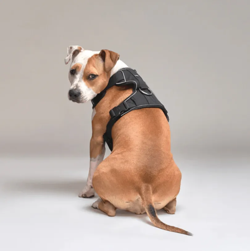 Arnés Comfort Para Perros StreetDogs Black L