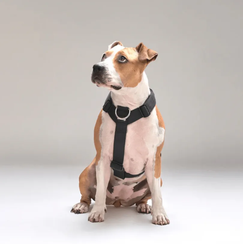 Arnés Strap para Perros Street Dogs Black M