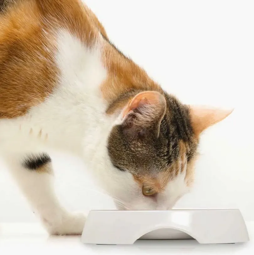 Cat it Plato Acero Inoxidable con Borde Bajo Color Blanco