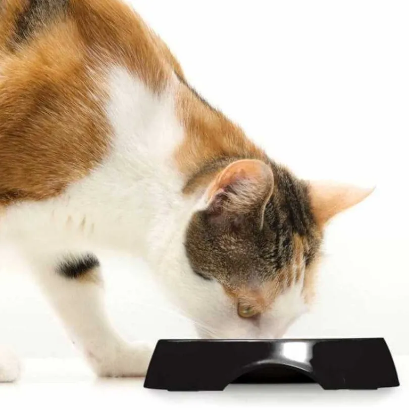 Cat it Plato Doble Acero Inoxidable con Borde Bajo Color Negro