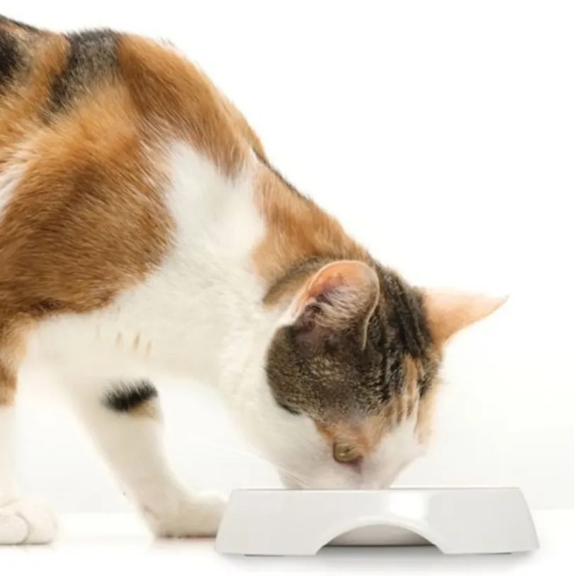Cat it Plato Doble Acero Inoxidable con Borde Bajo Color Blanco