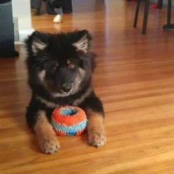 Chuckit Indoor Roller - Juguete para perros