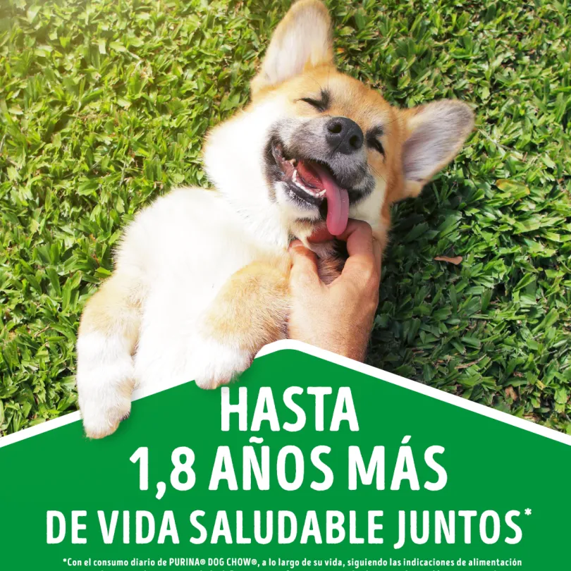 DOG CHOW Perros Cachorros Medianos y Grandes 8kg