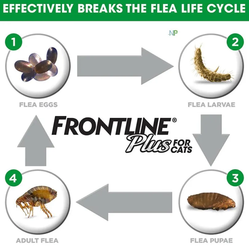 Frontline Plus Pipetas Gatos
