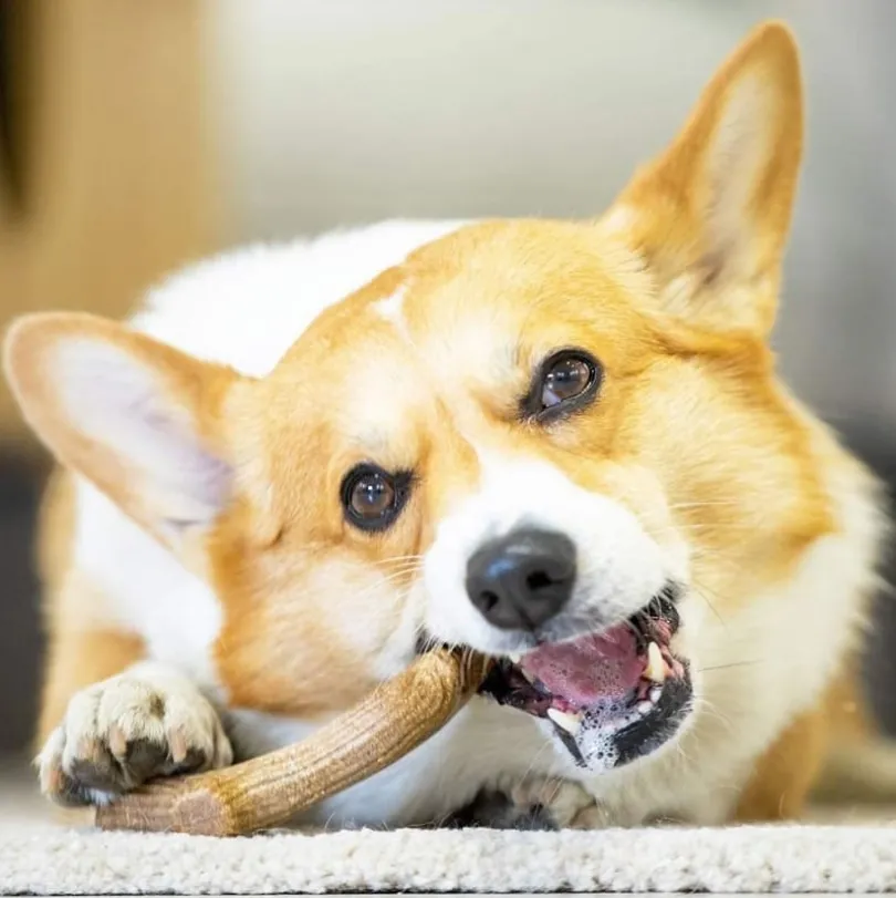 Gigwi Wooden Antler Juguete masticable para perros