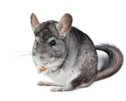Mazuri Chinchilla 1.13kg