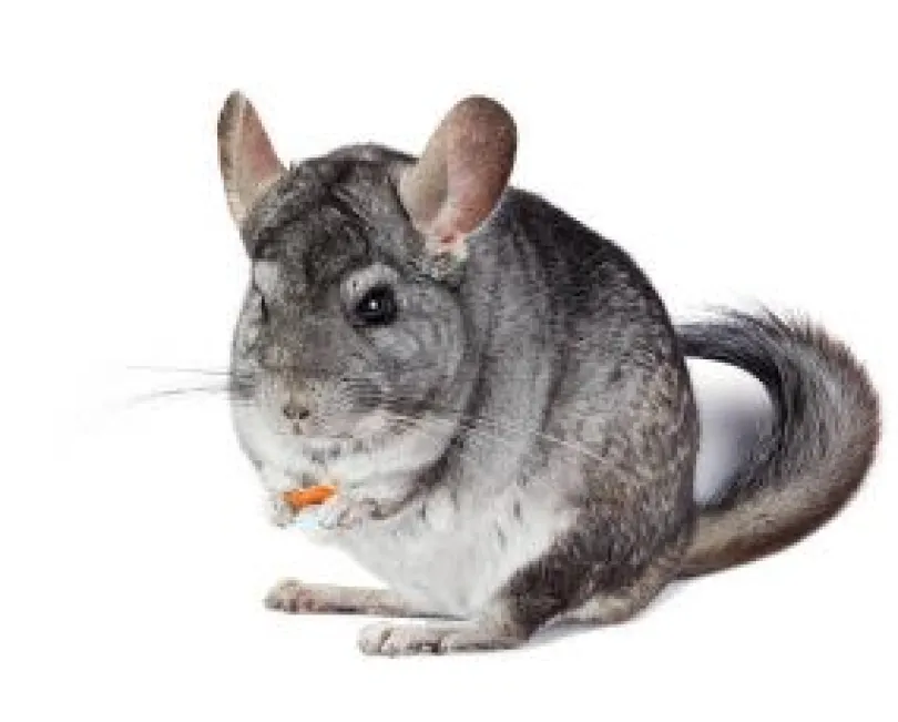 Mazuri Chinchilla 1.13kg