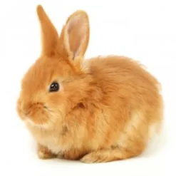 Mazuri Conejo Rabbit Diet 4kg