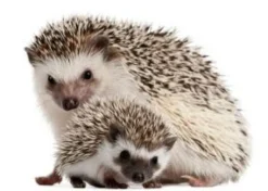 Mazuri Erizo de tierra Hedgehog Diet 500gr
