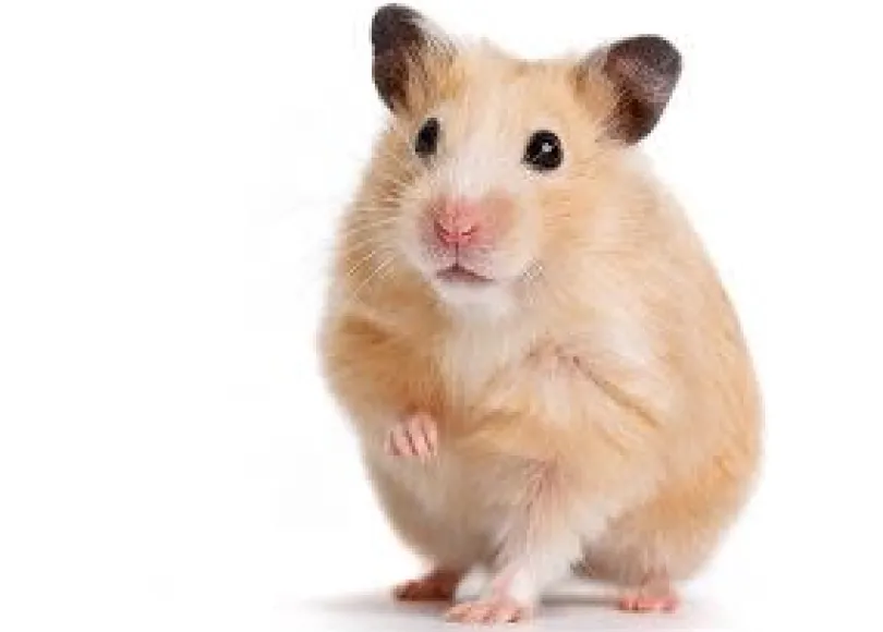 Mazuri Hamster Gerbil Diet 700gr