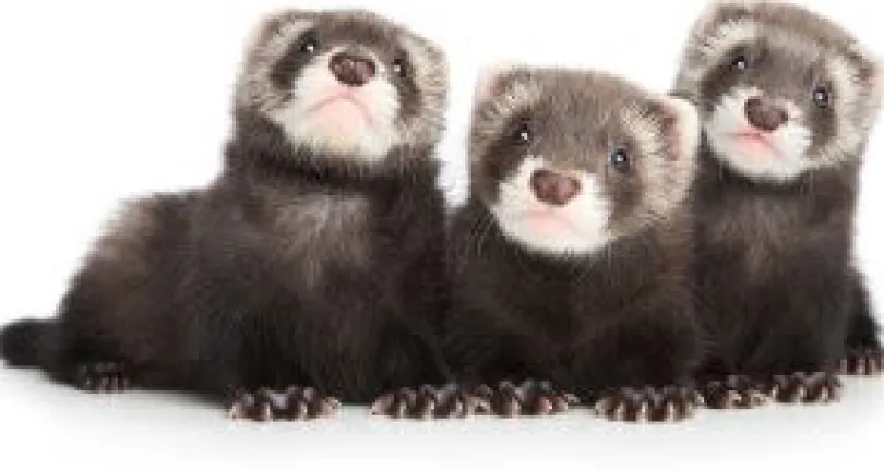 Mazuri Hurón Ferret Diet 4.52kg