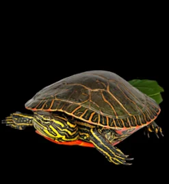Mazuri Tortuga Acuática Turtle Diet 1.02kg