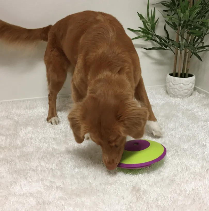 Nina Ottosson Dispensador Maze Nivel 2 Juguete para Perros
