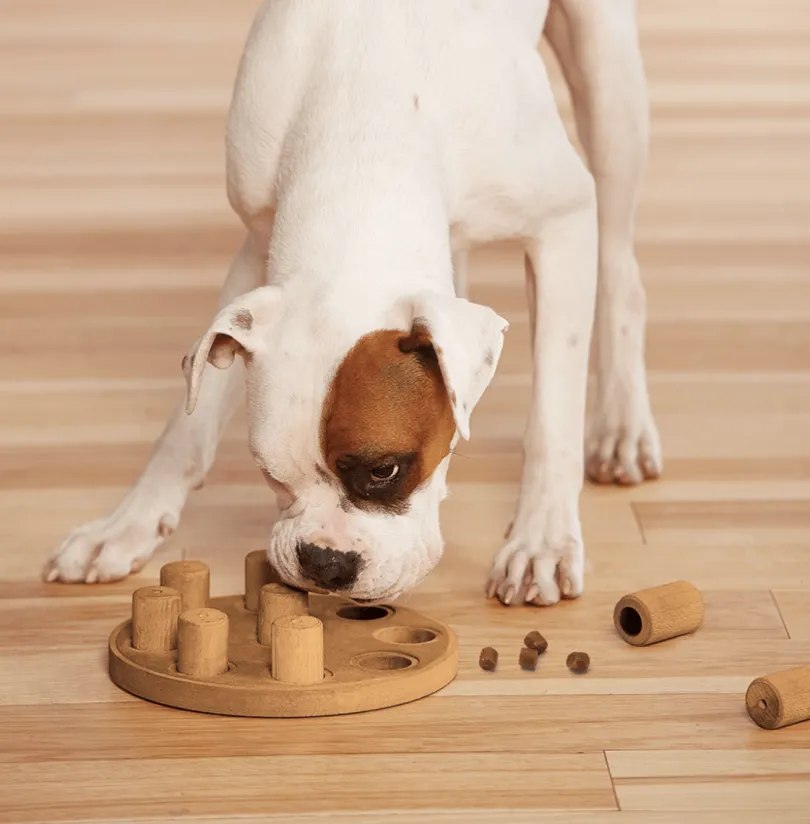 Nina Ottosson Puzzle Smart Composite Nivel 1 juguete para perros