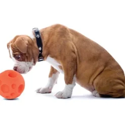 Omega Paw Pelota para Golosinas Small