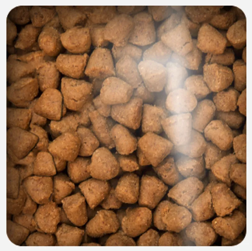 Oven Baked Cat Grain Free Duck 2.27kg