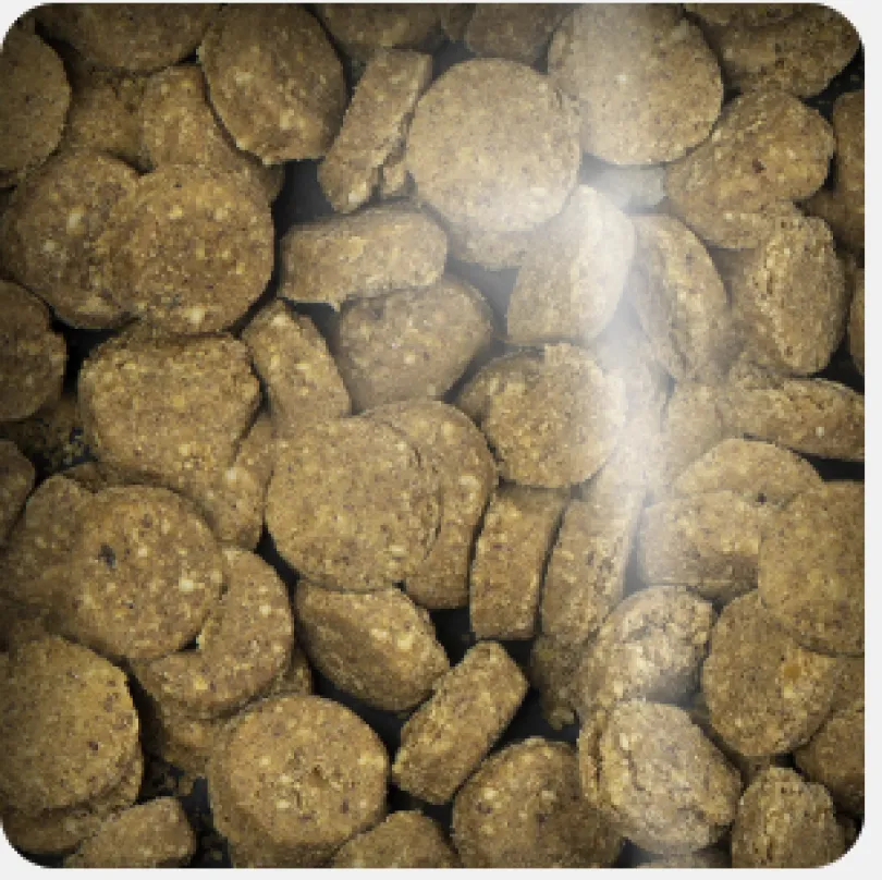 Oven Baked Dog Grain Free Chicken Pumpkin Treats 227gr