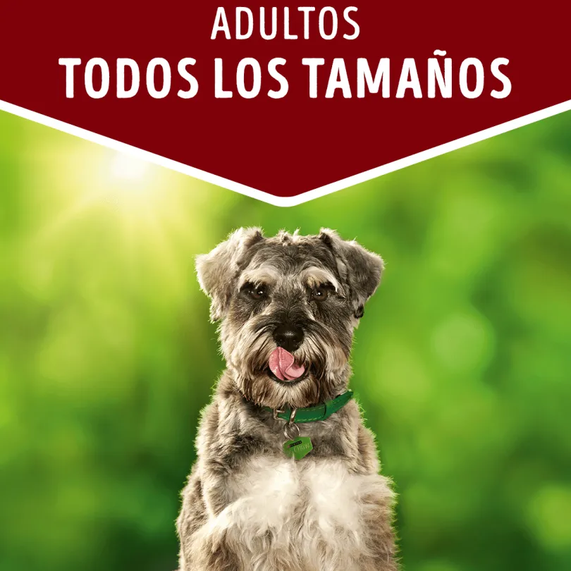 Purina Dog Chow Alimento Húmedo Adulto Cordero 100gr