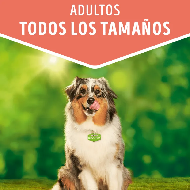 Purina Dog Chow Alimento Húmedo Adulto Pollo 100gr