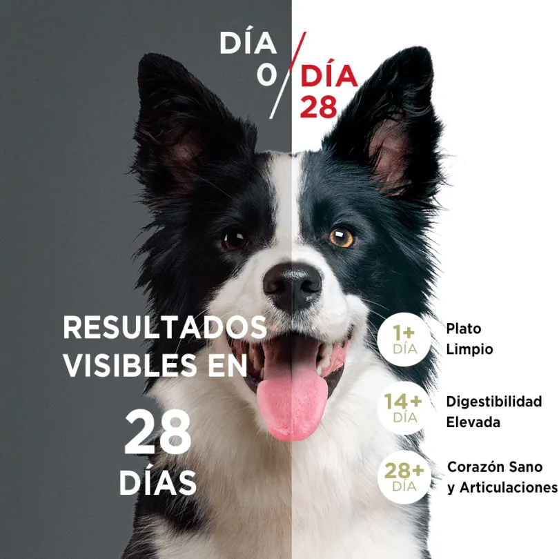 PURINA® ONE® Cachorro Pollo y Carne 12kg