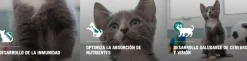 Purina Pro Plan Cat Kitten con OptiStart 7.5kg