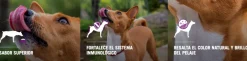 Purina Pro Plan Exigent Small con OptiEnrich 3kg