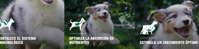 Purina Pro Plan Puppy Small con OptiStar 7.5kg