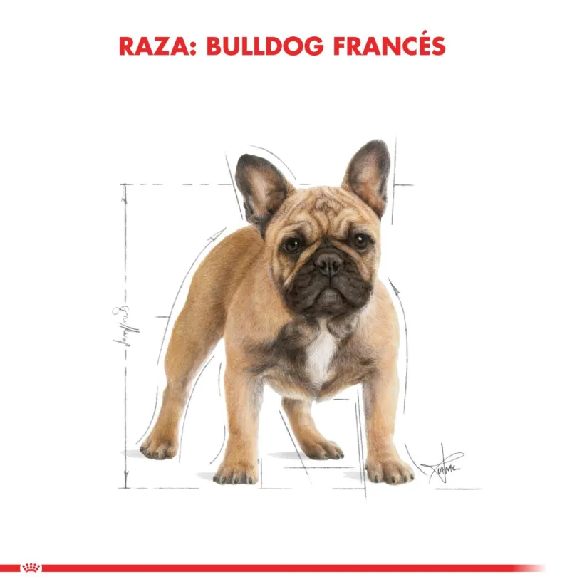 Royal Canin Bulldog Frances Adulto 2.5kg