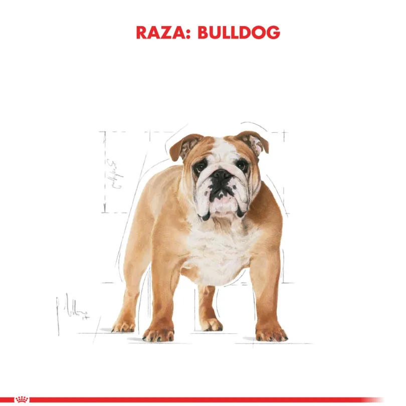 Royal Canin Bulldog Ingles Adulto 12kg