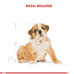 Royal Canin Bulldog Ingles Junior 12kg