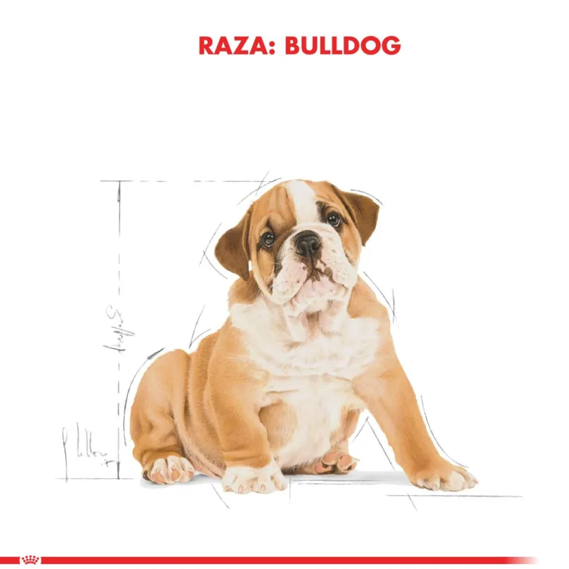 Royal Canin Bulldog Ingles Junior 12kg