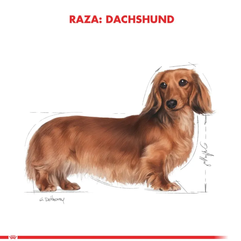 Royal Canin Dachshund Teckel 7.5kg
