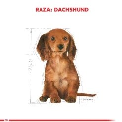Royal Canin Dachshund Teckel Junior 3kg
