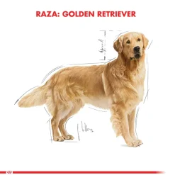 Royal Canin Golden Retriever Adulto 12kg