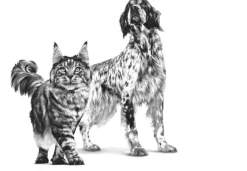 Royal Canin Latas Vet Diet Recovery Feline - Canine 145gr