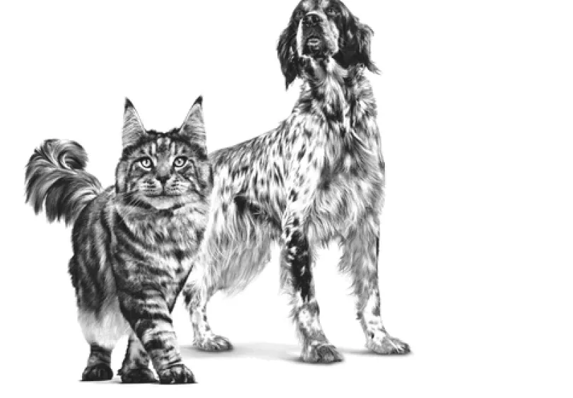 Royal Canin Latas Vet Diet Recovery Feline - Canine 145gr