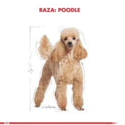 Royal Canin Poodle Adulto 3kg
