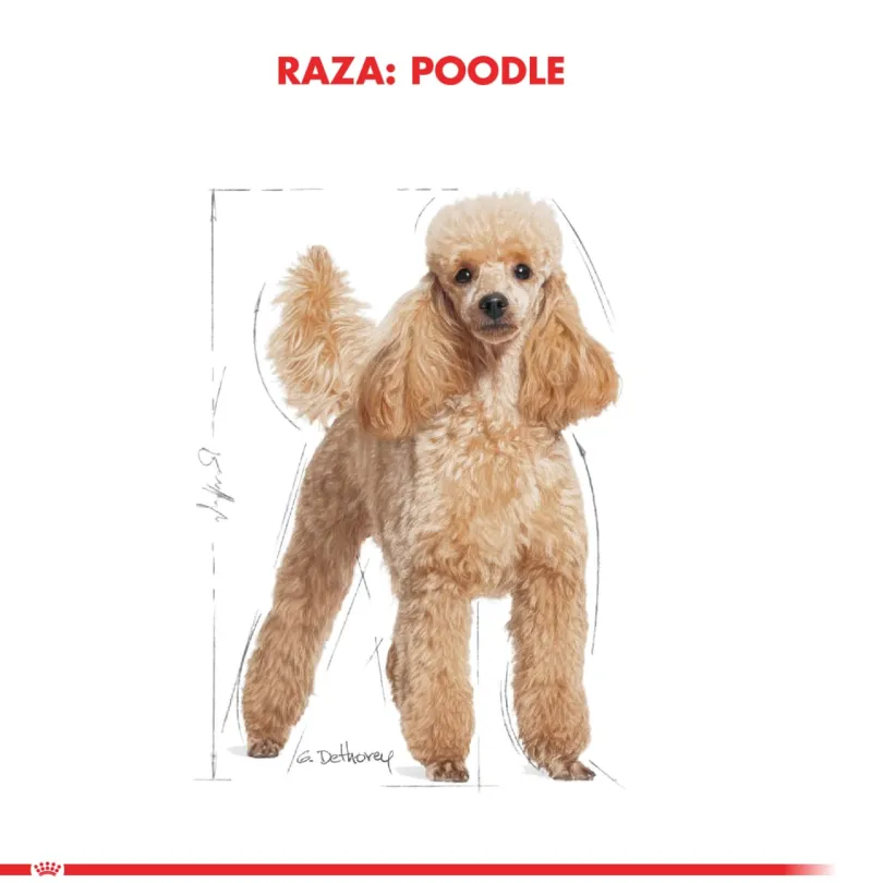 Royal Canin Poodle Adulto 2.5kg