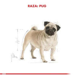 Royal Canin Pug Adulto 2.5kg