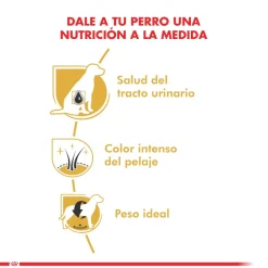 Royal Canin Schnauzer Adulto 3kg