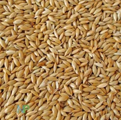 Semilla Alpiste Versele-Laga para Canarios 1kg