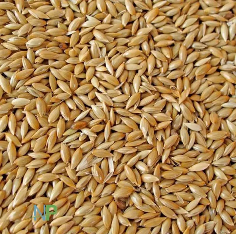 Semilla Alpiste Versele-Laga para Canarios 1kg