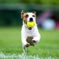 Skipdawg Agility Ball 2pk