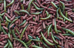 Tropifit Atelerix para Erizo de Tierra 300gr